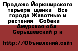 Продажа Йоркширского терьера, щенки - Все города Животные и растения » Собаки   . Амурская обл.,Серышевский р-н